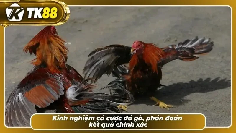 Trang bị bí quyết - Tự tin cá cược đá gà TK88